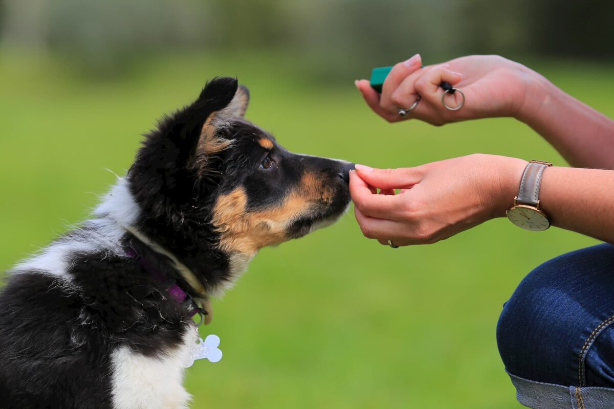 How Do You Clicker Train Your Dog?