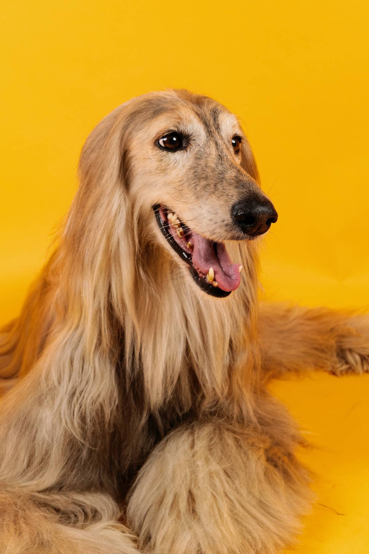 A Complete Guide to Dog Grooming