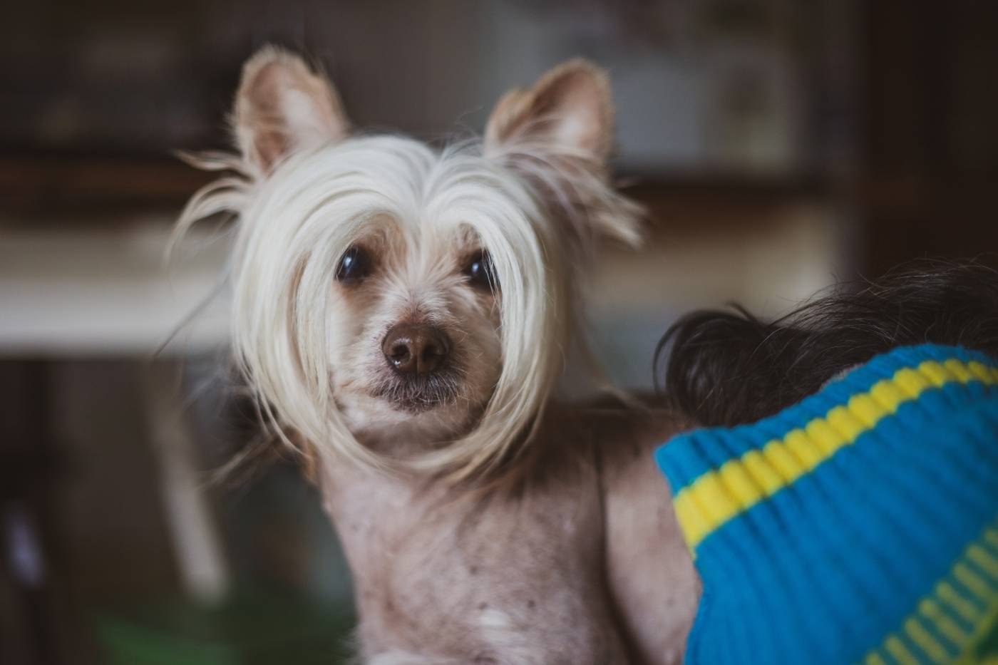 A Complete Guide to Dog Grooming