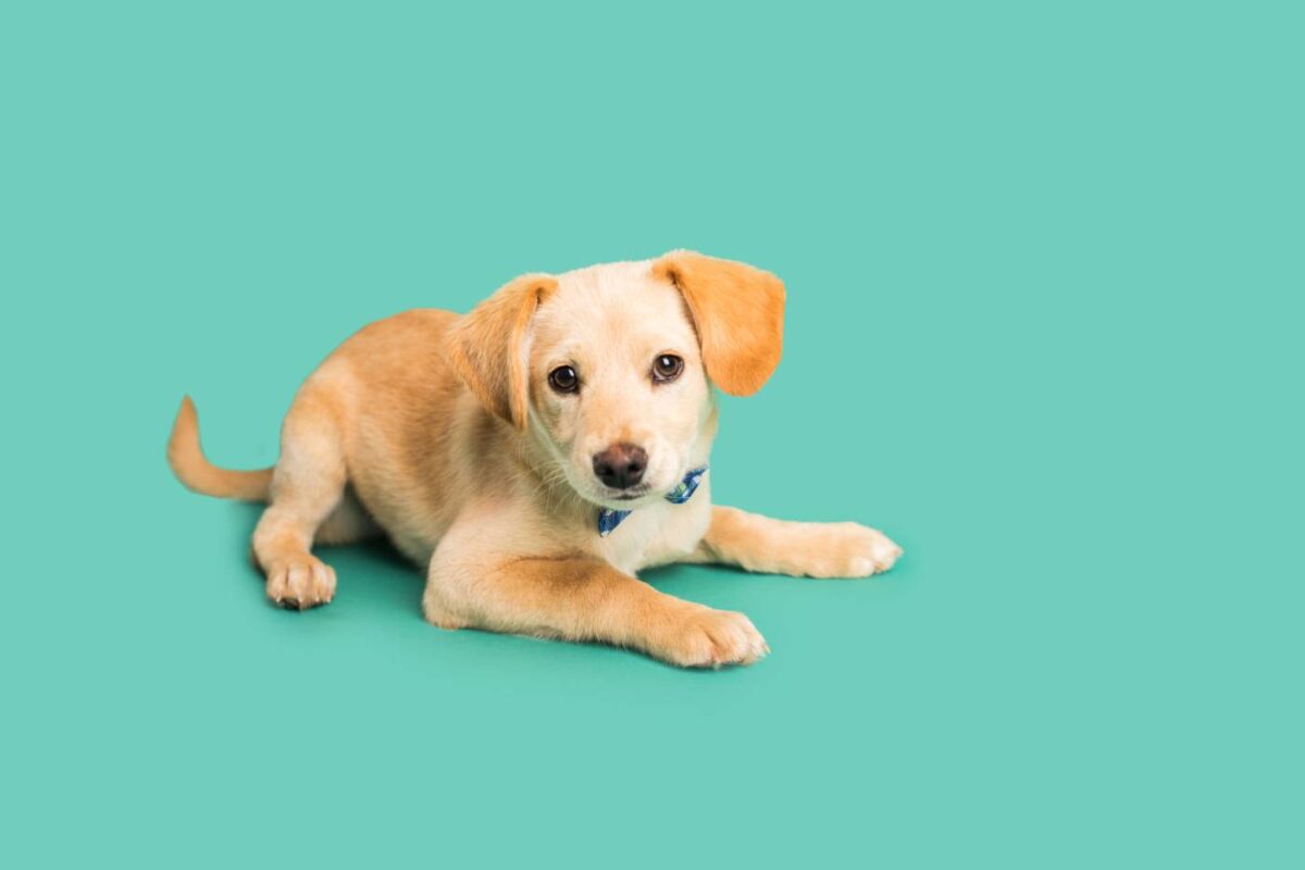 How do you get your dog to stop peeing in the house?