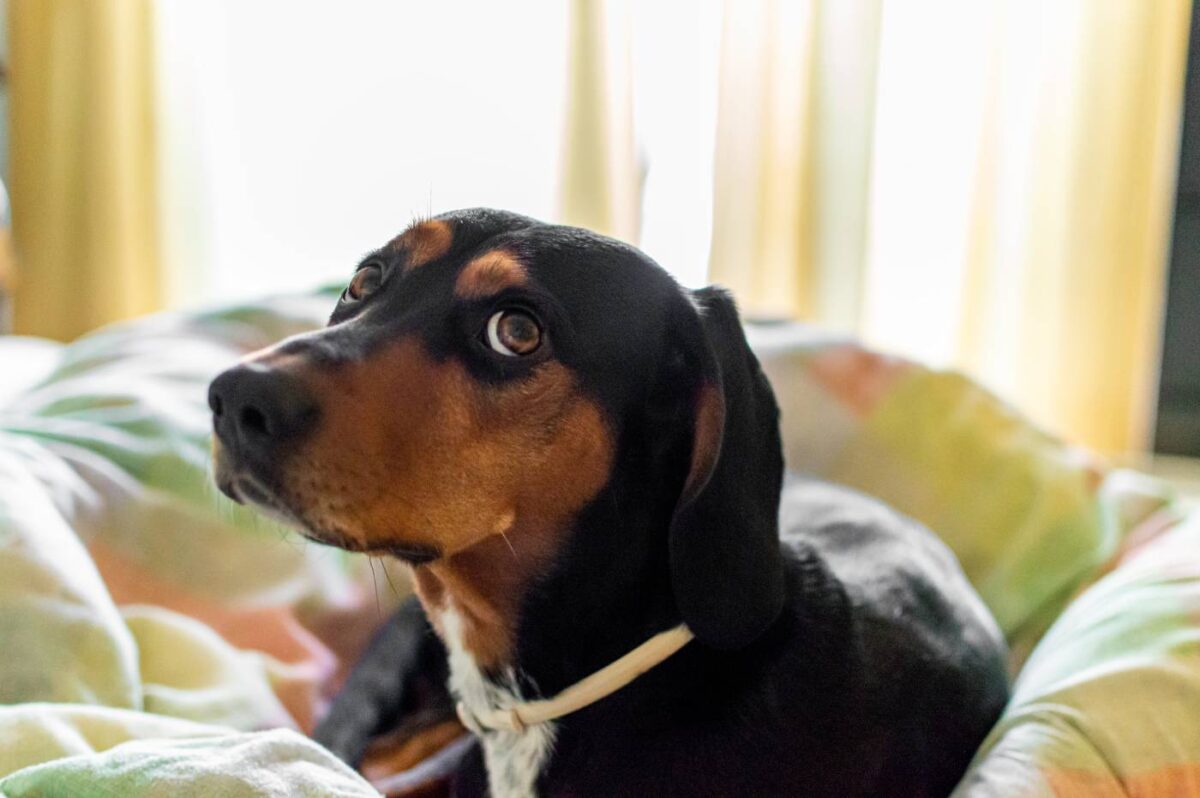 Reasons why dogs pee on the bed and how to stop it