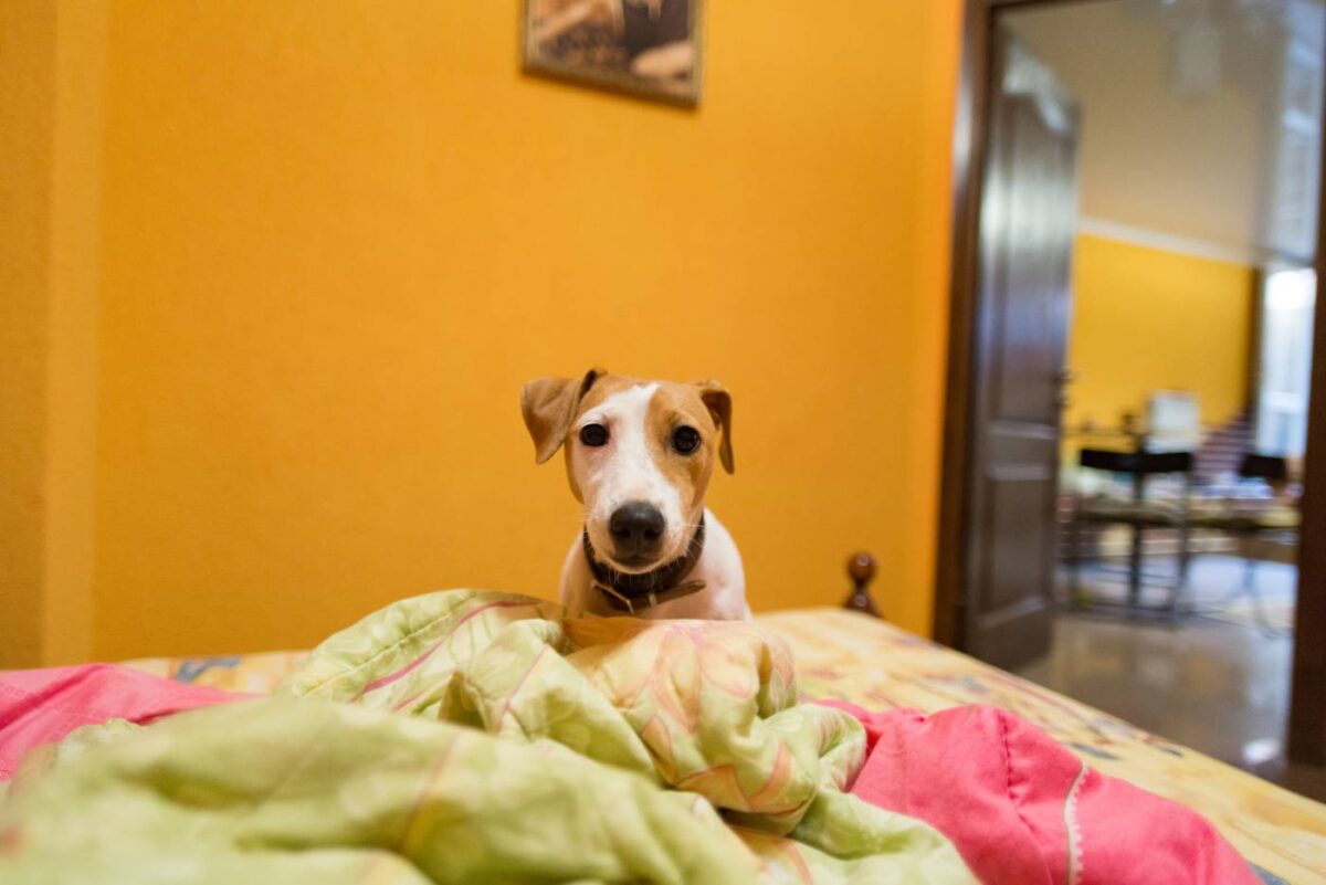 Reasons why dogs pee on the bed and how to stop it