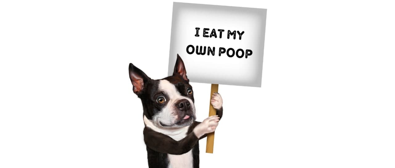 stop a puppy from eating poop